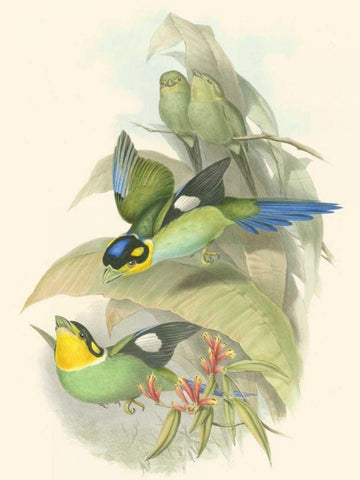 Small Birds of Tropics I White Modern Wood Framed Art Print with Double Matting by Gould, John