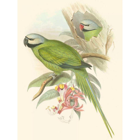 Small Birds of Tropics II Gold Ornate Wood Framed Art Print with Double Matting by Gould, John