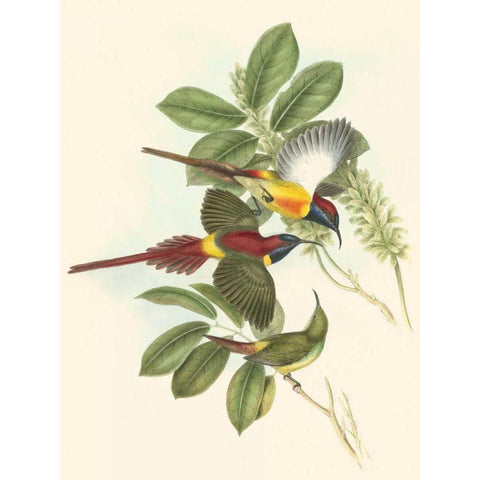 Small Birds of Tropics III Gold Ornate Wood Framed Art Print with Double Matting by Gould, John