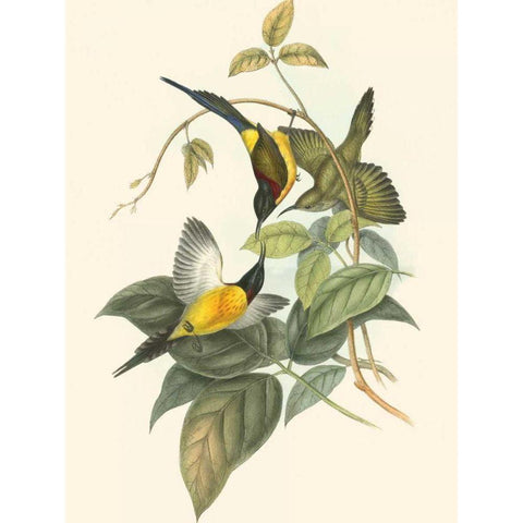 Small Birds of Tropics IV Gold Ornate Wood Framed Art Print with Double Matting by Gould, John