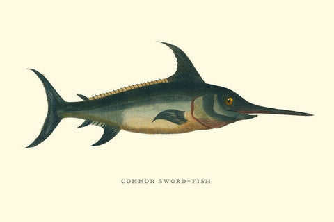 Common Sword-Fish Black Ornate Wood Framed Art Print with Double Matting by Vision Studio