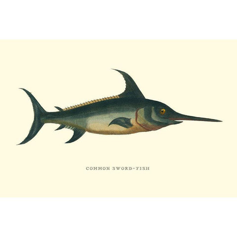 Common Sword-Fish Black Modern Wood Framed Art Print with Double Matting by Vision Studio