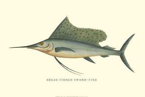 Broad Finned Sword-Fish White Modern Wood Framed Art Print with Double Matting by Vision Studio