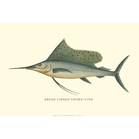 Broad Finned Sword-Fish Black Modern Wood Framed Art Print with Double Matting by Vision Studio