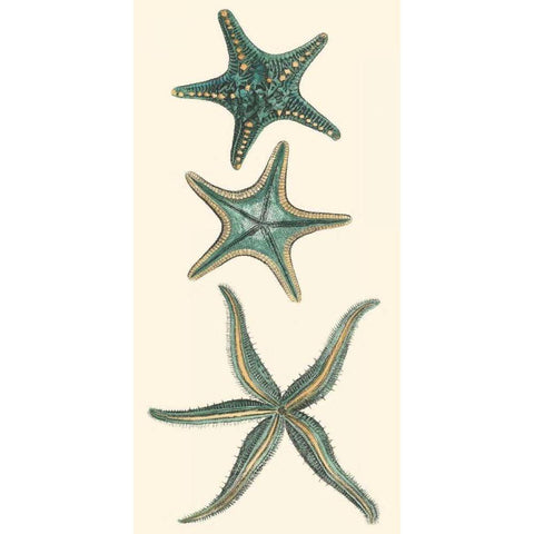 Aquamarine Starfish I Black Modern Wood Framed Art Print with Double Matting by Vision Studio