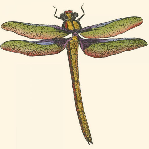 Miniature Dragonfly I White Modern Wood Framed Art Print with Double Matting by Vision Studio