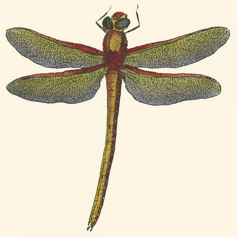 Miniature Dragonfly II Black Modern Wood Framed Art Print by Vision Studio