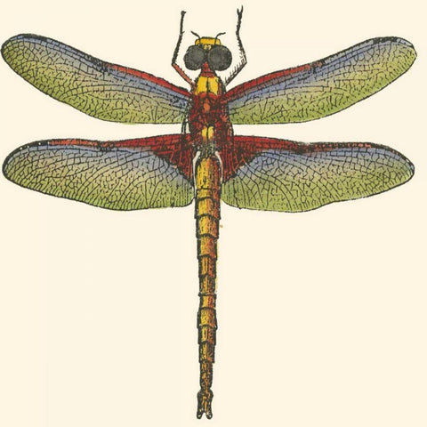 Miniature Dragonfly IV White Modern Wood Framed Art Print with Double Matting by Vision Studio