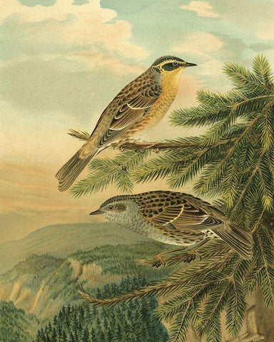 Small Woodland Birds I Black Ornate Wood Framed Art Print with Double Matting by Vision Studio