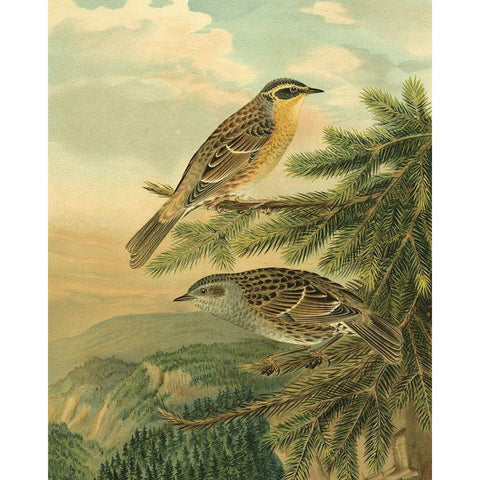 Small Woodland Birds I Gold Ornate Wood Framed Art Print with Double Matting by Vision Studio