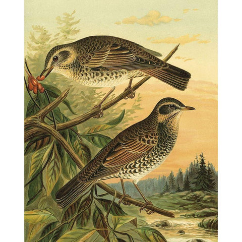 Small Woodland Birds II Black Modern Wood Framed Art Print with Double Matting by Vision Studio