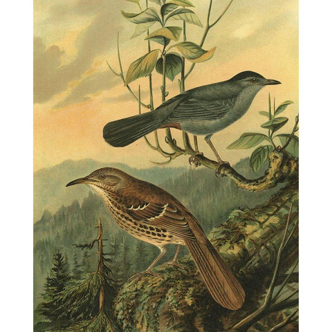 Small Woodland Birds IV White Modern Wood Framed Art Print by Vision Studio