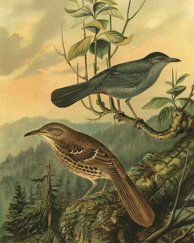 Small Woodland Birds IV White Modern Wood Framed Art Print with Double Matting by Vision Studio