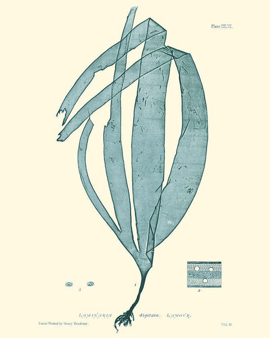 Image Only