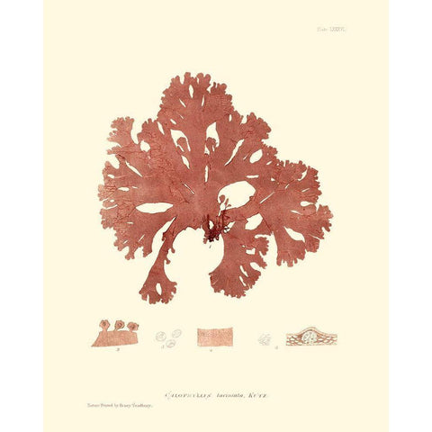 Nature Print in Coral I Gold Ornate Wood Framed Art Print with Double Matting by Vision Studio