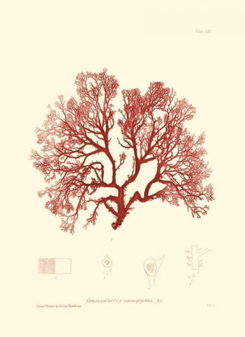 Nature Print in Coral II Black Ornate Wood Framed Art Print with Double Matting by Vision Studio