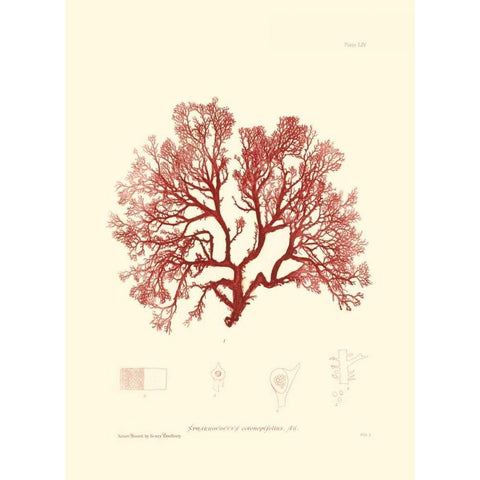 Nature Print in Coral II Black Modern Wood Framed Art Print with Double Matting by Vision Studio