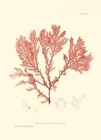 Nature Print in Coral IV White Modern Wood Framed Art Print with Double Matting by Vision Studio