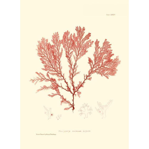 Nature Print in Coral IV Gold Ornate Wood Framed Art Print with Double Matting by Vision Studio