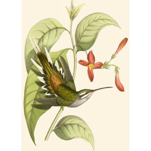 Delicate Hummingbird I Gold Ornate Wood Framed Art Print with Double Matting by Vision Studio