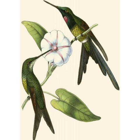 Delicate Hummingbird III Gold Ornate Wood Framed Art Print with Double Matting by Vision Studio