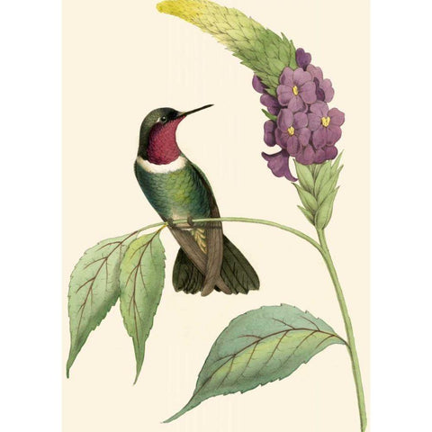 Delicate Hummingbird IV Black Modern Wood Framed Art Print with Double Matting by Vision Studio