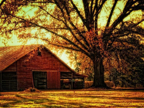 Last Tree Standing White Modern Wood Framed Art Print with Double Matting by Head, Danny