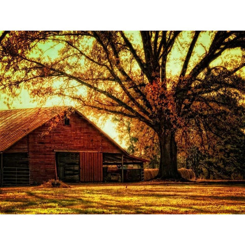 Last Tree Standing White Modern Wood Framed Art Print by Head, Danny