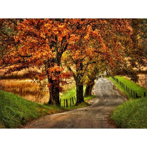 Rainy Morning on Hyatt Lane White Modern Wood Framed Art Print by Head, Danny