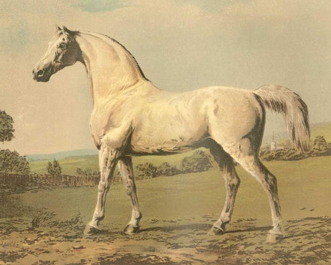 Cassells Thoroughbred II White Modern Wood Framed Art Print with Double Matting by Cassel