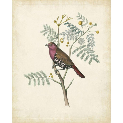 Delicate Birds II White Modern Wood Framed Art Print by Unknown