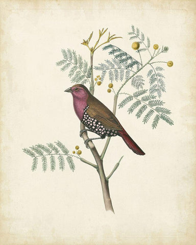 Delicate Birds II White Modern Wood Framed Art Print with Double Matting by Unknown