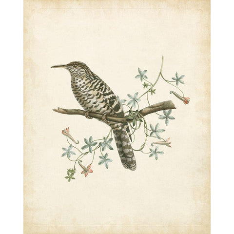 Delicate Birds IV Gold Ornate Wood Framed Art Print with Double Matting by Unknown