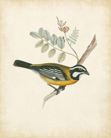 Delicate Birds V White Modern Wood Framed Art Print with Double Matting by Unknown