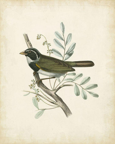 Delicate Birds VI Black Ornate Wood Framed Art Print with Double Matting by Unknown