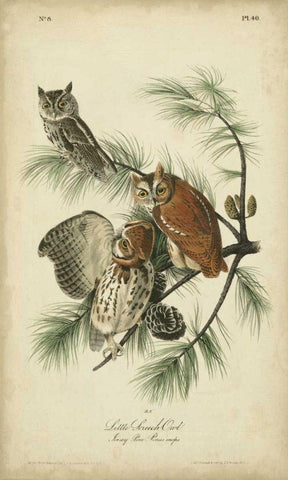 Audubon Screech Owl White Modern Wood Framed Art Print with Double Matting by Audubon, John James