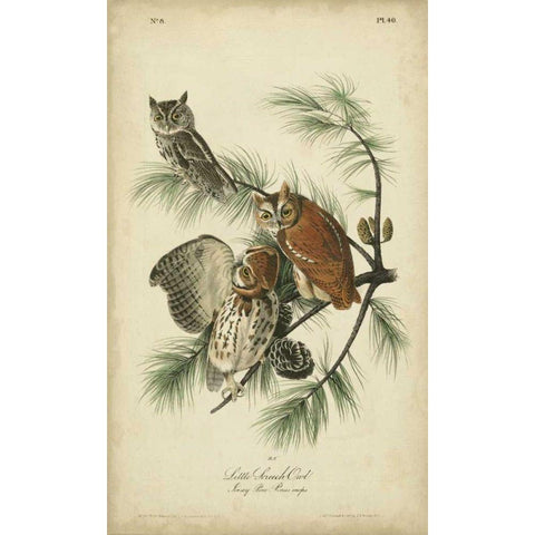 Audubon Screech Owl White Modern Wood Framed Art Print by Audubon, John James