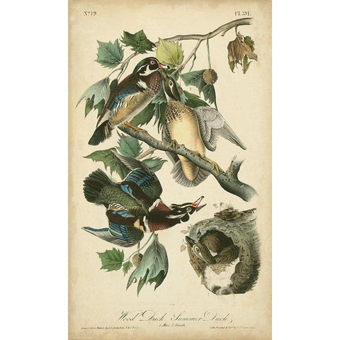 Audubon Wood Duck Gold Ornate Wood Framed Art Print with Double Matting by Audubon, John James