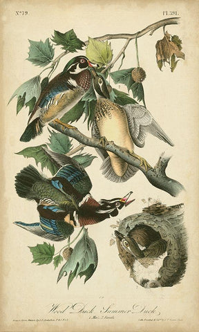 Audubon Wood Duck Black Ornate Wood Framed Art Print with Double Matting by Audubon, John James