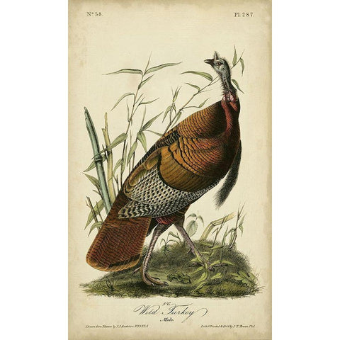 Audubon Wild Turkey Gold Ornate Wood Framed Art Print with Double Matting by Audubon, John James