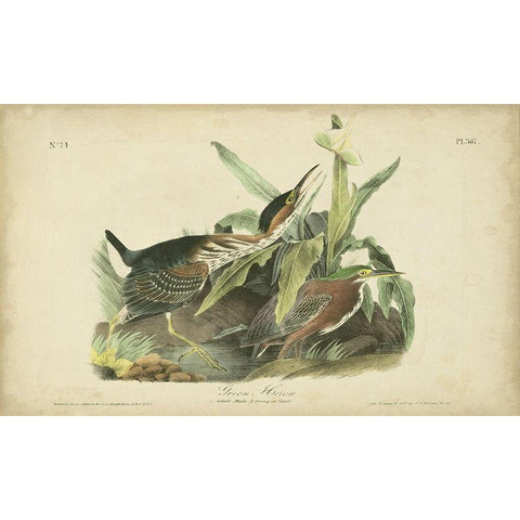 Audubon Green Heron Black Modern Wood Framed Art Print with Double Matting by Audubon, John James