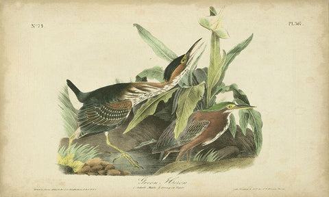 Audubon Green Heron Black Ornate Wood Framed Art Print with Double Matting by Audubon, John James