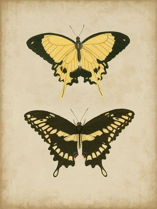 Image Only