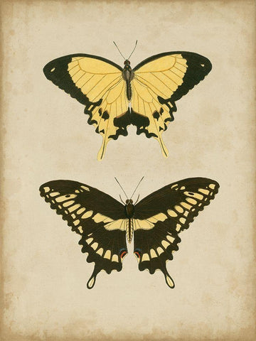 Antique Butterfly Pair I White Modern Wood Framed Art Print with Double Matting by Vision Studio