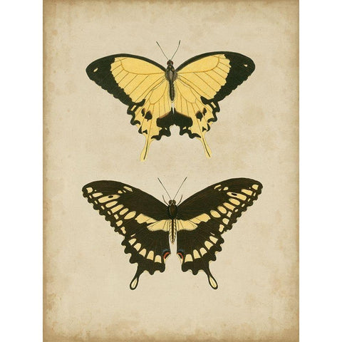 Antique Butterfly Pair I Black Modern Wood Framed Art Print by Vision Studio