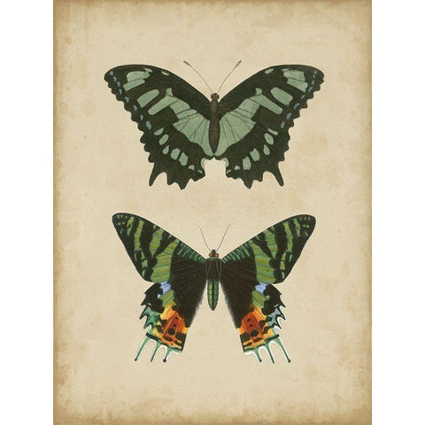 Antique Butterfly Pair II Gold Ornate Wood Framed Art Print with Double Matting by Vision Studio