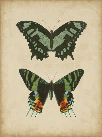 Antique Butterfly Pair II Black Ornate Wood Framed Art Print with Double Matting by Vision Studio