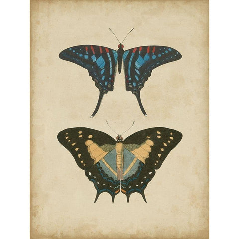 Antique Butterfly Pair III Black Modern Wood Framed Art Print with Double Matting by Vision Studio