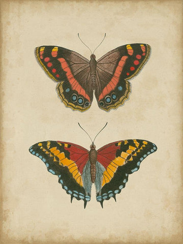 Antique Butterfly Pair IV Black Ornate Wood Framed Art Print with Double Matting by Vision Studio