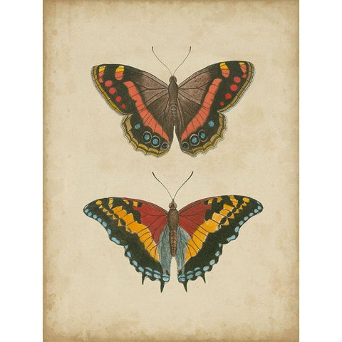 Antique Butterfly Pair IV Gold Ornate Wood Framed Art Print with Double Matting by Vision Studio